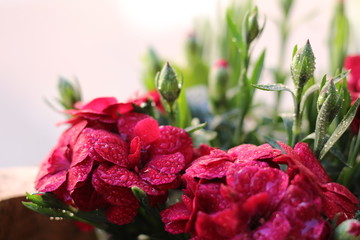 pink rose bush