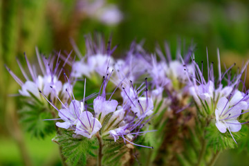 Close up of lacy phacelia (Phacelia tanacetifolia), blue tansy or purple tansy against green background