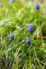  Muscari botryoides szafirki kwitnące wiosną, niebiesko - fioletowe kwiatki