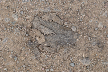 Toad on gravel road