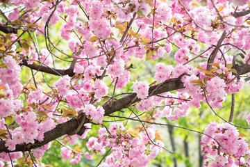 Close-up of cherry blossom in full bloom in springtime