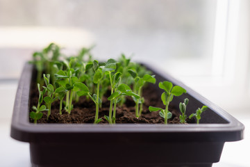 Pea sprouts