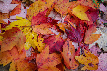 Naklejka na ściany i meble colorful autumn leaves