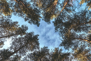 Bottom view of tall trees pines in evergreen wild forest. Blue sky with clouds in background....