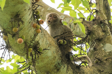 Macaque feeding at the Núi Đôi semiwild enclosure, Phong Nha, Vietnam