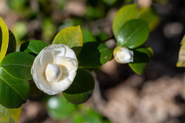Flower of white camellia japonica Mathotiana alba