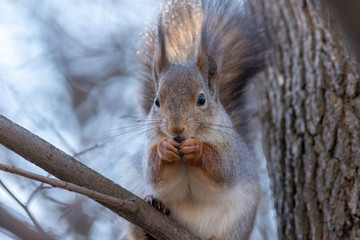 The squirrel is eating nut on the branch