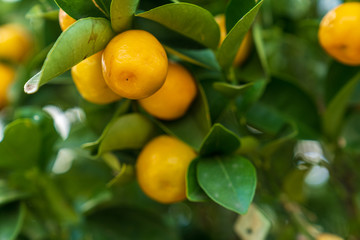 Close-up of a mandarin tree with ripe fruits
