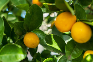 Close-up of a mandarin tree with ripe fruits