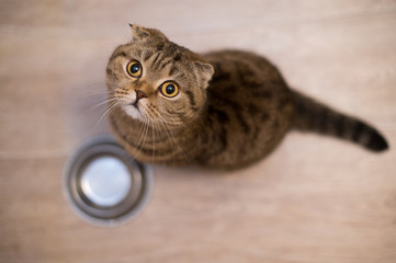 Hungry funny cat looking and waiting for food