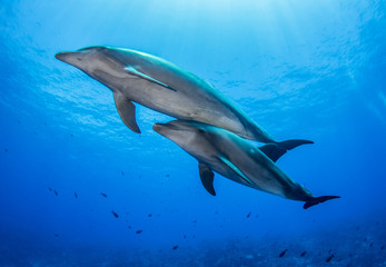 Fototapeta premium Dolphins in the blue