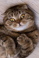 Naklejka na ściany i meble Scottish Fold cat looking at camera while rolling on the floor at home