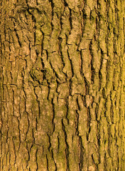 maple tree bark