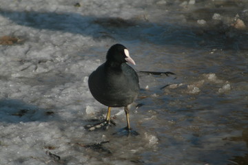Eurasian coot (Fulica atra) portrait on winter pond, captured in Belarus