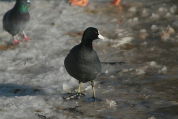 Eurasian coot (Fulica atra) portrait on winter pond, captured in Belarus