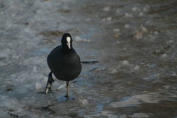 Eurasian coot (Fulica atra) portrait on winter pond, captured in Belarus