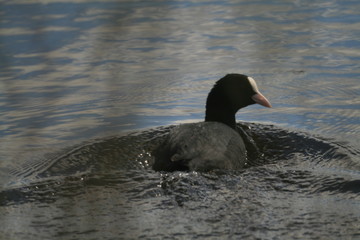 Eurasian coot (Fulica atra) swimming and feeding in Belarus