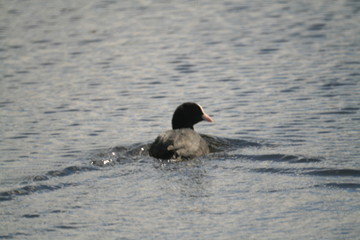 Eurasian coot (Fulica atra) swimming and feeding in Belarus