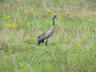 Fototapeta premium Сommon crane (Grus grus), also known as the Eurasian crane