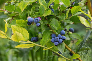 Large-fruited ripe blueberries are ready for collection, close-up. Fresh organic blueberries on the Bush. Bright colours.