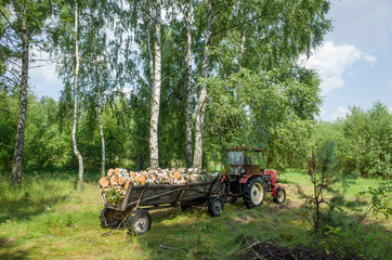 Farm tractor hauling a trailer load of firewood through a field. Zawady Gmina Rzeczyca Poland