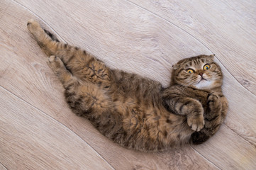 Scottish Fold cat looking at camera while rolling on the floor at home