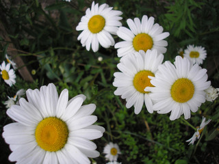 Flowering daisies on green grass. Chamomile White Yellow