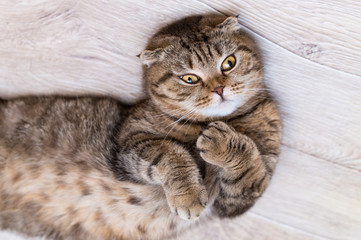Fototapeta na wymiar Scottish Fold cat looking at camera while rolling on the floor at home