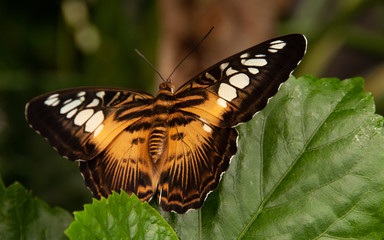 butterfly on leaf