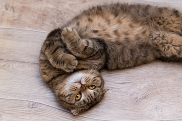 Scottish Fold cat looking at camera while rolling on the floor at home