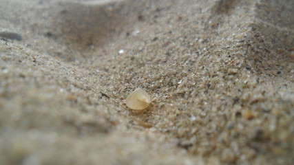 A stone surrounded by sea grains of a rock in macro photography