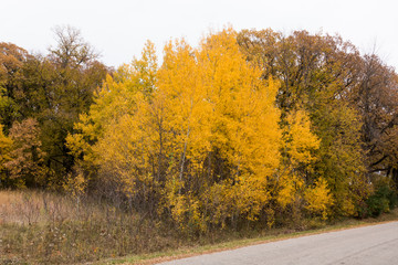 Naklejka premium Turning yellow of the autumn leaves along a country road. Clitherall Minnesota MN USA