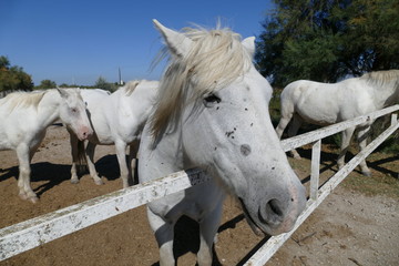 Weisse Pferde der Camargue