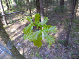 Succulent young oak leaves in the spring forest