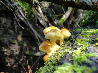 Mushrooms on a tree in the forest
