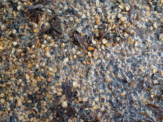 sea shells background