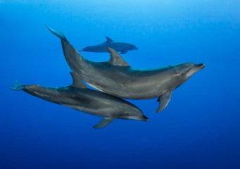 Dolphins in the blue