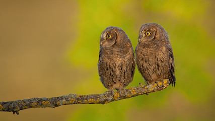 Alert eurasian scops owl, otus scops, chicks looking aside to blank copy space in spring nature. Attentive young birds with feathers on sunny day with blurred background
