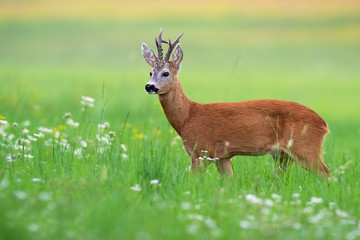 Interested roe deer, capreolus capreolus, buck standing in idyllic green summer nature. Quiet mammal with orange fur observing in morning from side. Animal wildlife on meadow.