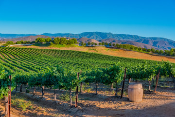 Fototapeta na wymiar California Vineyard glows in late light of the day.