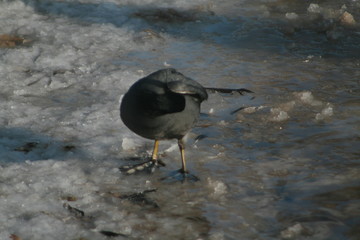 Eurasian coot (Fulica atra) swimming captured in Belarus