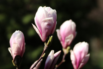Obraz na płótnie Canvas Kwiaty magnolii na drzewie