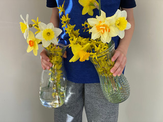 Boy holding glass vases with daffodils and forsythia to give to friends.