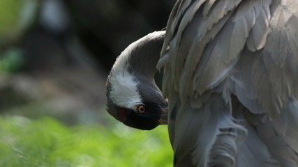 Сommon crane (Grus grus), also known as the Eurasian crane