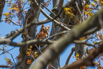 Red morph Eastern Screech Owl 