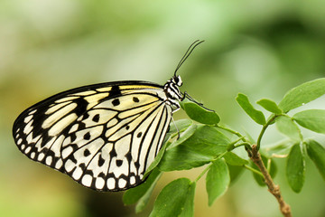 Rice Paper butterfly on a leafy branch.