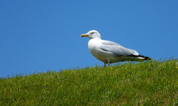 Mewa