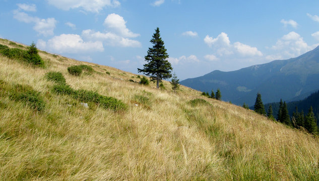 drzewo