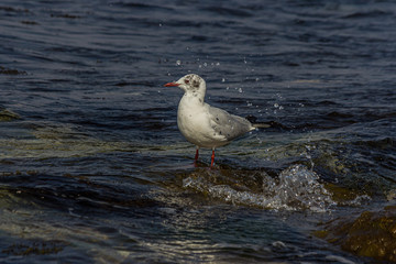 The black-headed gull (Chroicocephalus ridibundus) stands on the Black Sea in the surf and looks for prey