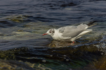 The black-headed gull (Chroicocephalus ridibundus) stands on the Black Sea in the surf and looks for prey